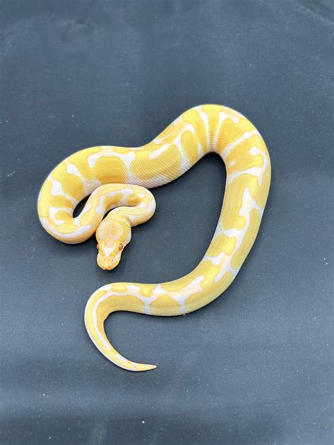 Male Jolliff Tiger, Enchi, Albino – luxor reptiles.
